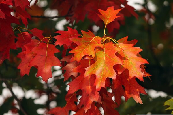 Bild vergr&ouml;&szlig;ern: Herbst