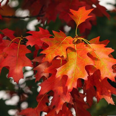 Herbst